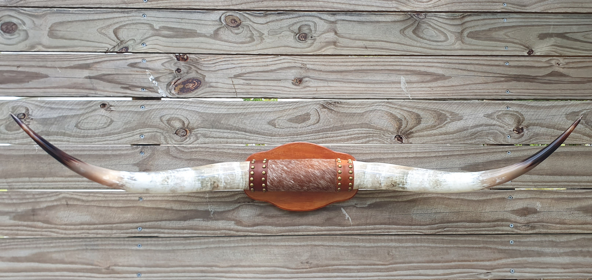 Mounted Cattle Horns