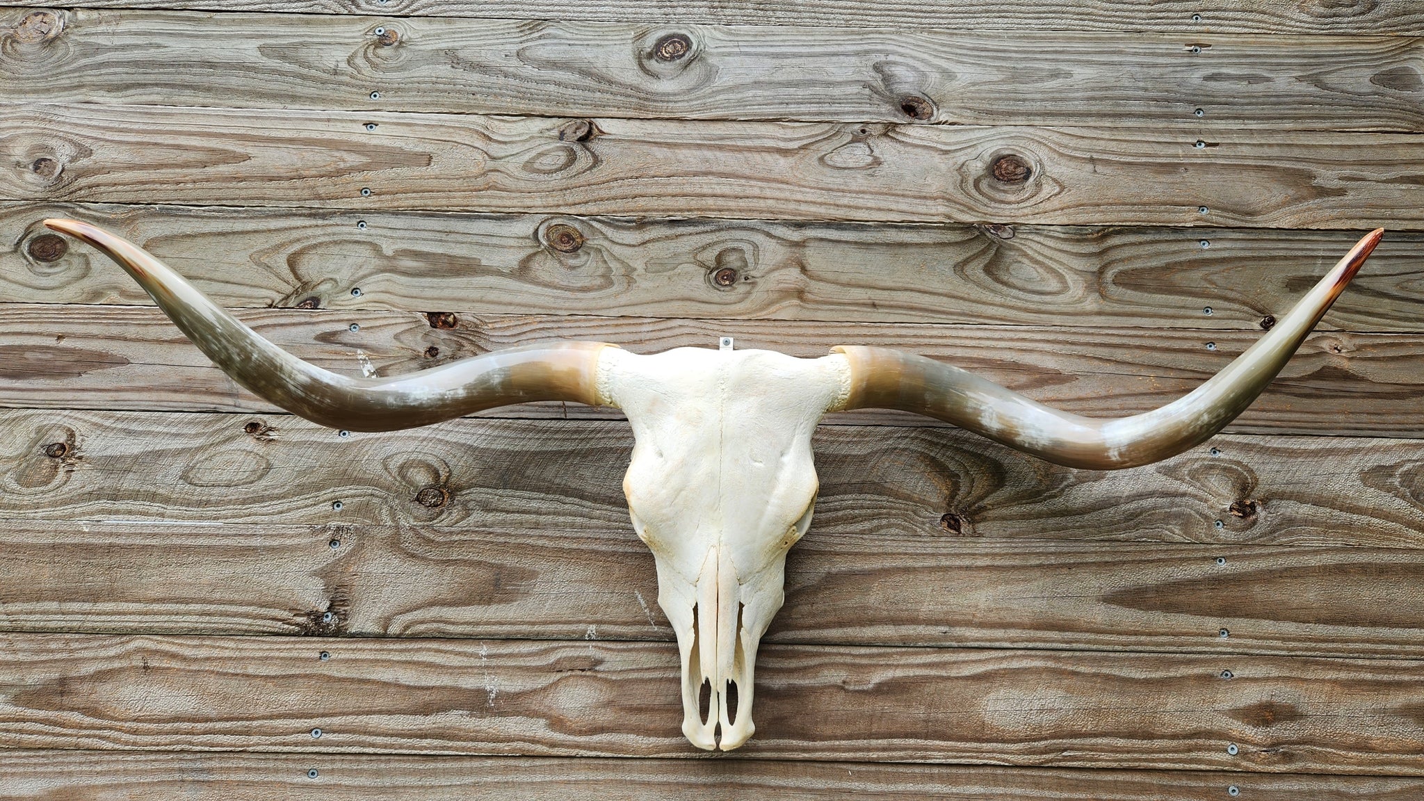 Texas Longhorn Skull and Horns