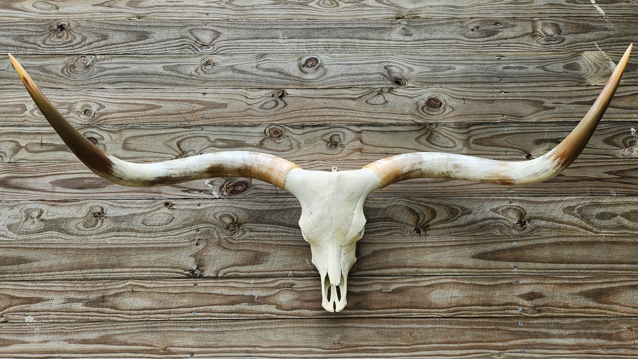 Texas Longhorn Skull and Horns