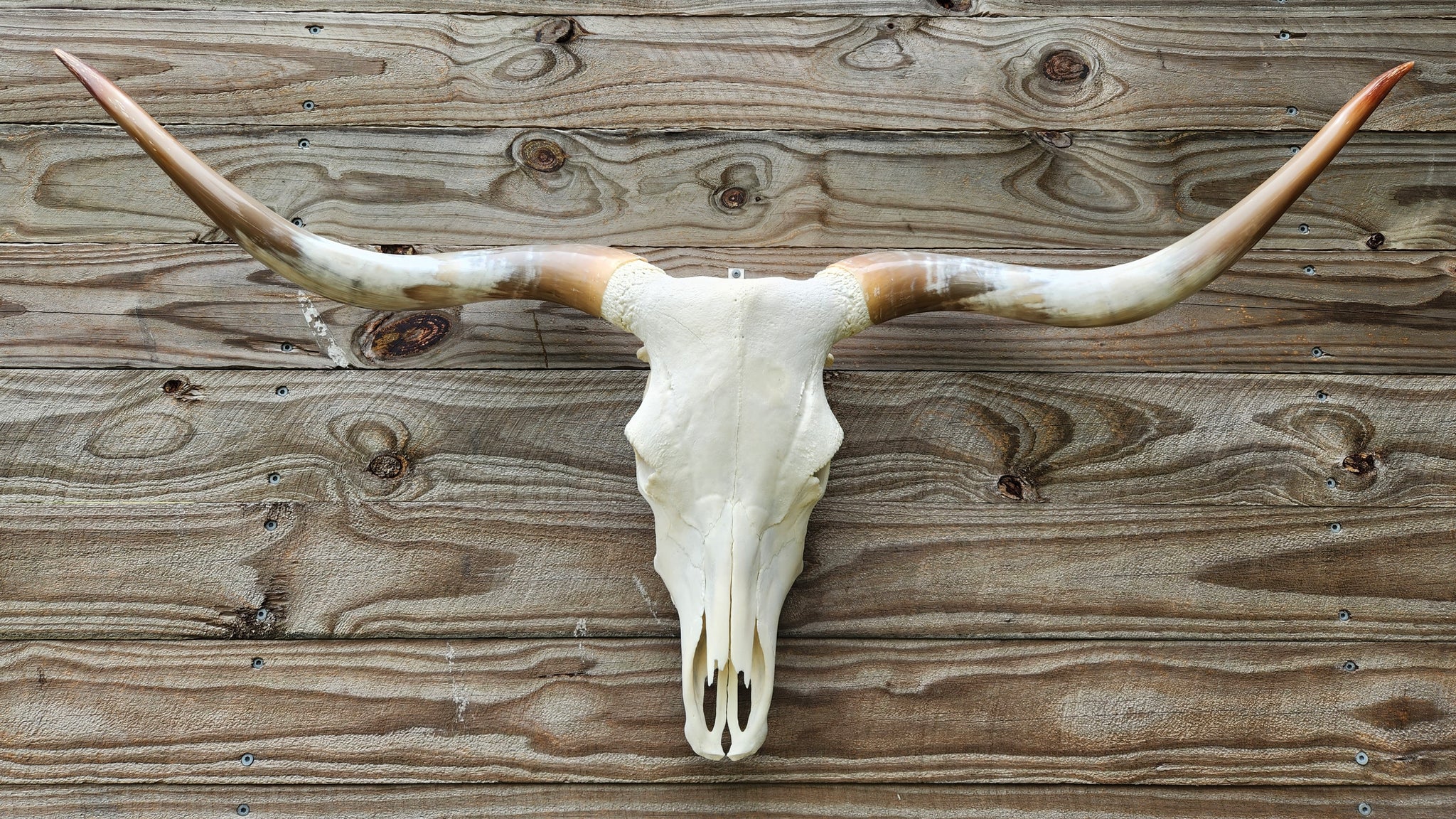 Texas Longhorn Skull and Horns