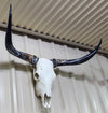 Texas Longhorn Skull and Horns