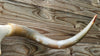 Texas Longhorn Skull and Horns