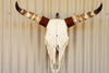 Cattle Skull and Horns