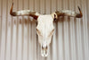 Cattle Skull and Horns
